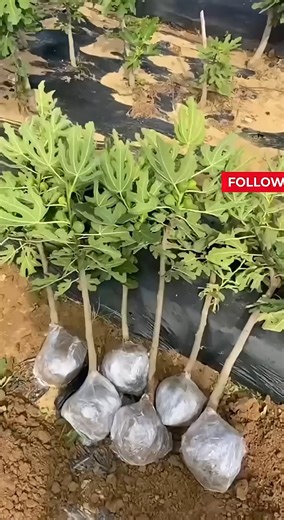 890K views · 8.4K reactions | Fig tree | Terra Nursery | Facebook