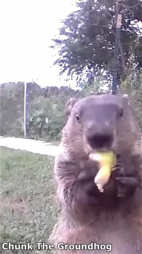 When an octopus gets bored, it starts boxing fish. And a groundhog just chilling with a snack. Nature's wild! #NatureIsWild #AnimalTok #FunnyAnimals #DidYouKnow