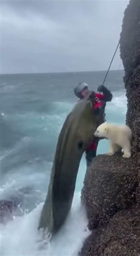 “IT’S WRAPPED AROUND ME!” Giant Moray Shoots Up During Polar Bear Cub Rescue🚨