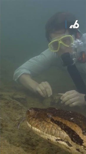 New species of anaconda discovered in the Amazon