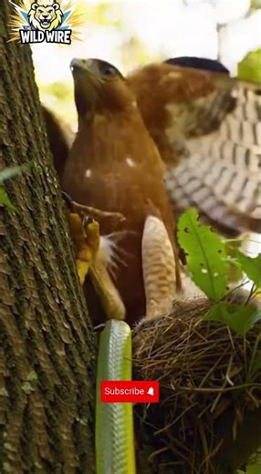 Eagle Protects Nest from Green Snake | Nature’s Rescue Moment