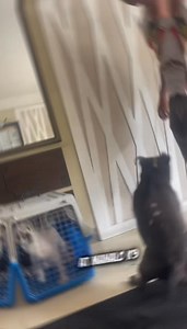 Behavior Modification From chaos to control 🐶➡️💯 Another fur baby leveling up through our training programs! Your dog can be the next success story — message us to start!” • dog behavior modification Philippines • dog aggression training • dog reactivity training • dog behavioral training • dog training expert Philippines • Manalo K9 behavior training • fix aggressive dog • how to calm reactive dog • dog anxiety training • professional dog trainer Philippines #BehaviorModification #DogBehavior