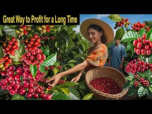 Coffee Farming is a Great Way to Profit for a Long Time - How to Start a Business Coffee Farm