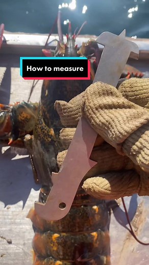 Maine Lobster Farm: A Sustainable Agriculture Practice