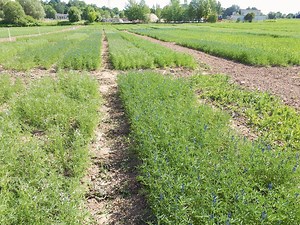 Augu maiņas un sējumu struktūras modeļi augsnes degradācijas un SEG emisiju novēršanai