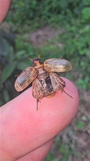 I found a falling golden insect #insects #beetle
