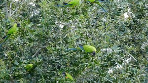 Nanday parakeet (Aratinga nenday) | BIRDS & Nature