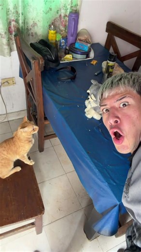 EL PRIMO ZEEEENON 🐈 VS EL PRIMO MUELITASSSSS 😂🧸 ( se cayo de la silla 🪑 pero no le paso NADA ❤️) • • • • • • • • • • #cat #catsoftiktok #toy #meme #parati