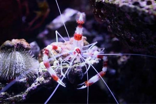 12 Best Reef Safe Shrimp for saltwater tank (2 that are not)