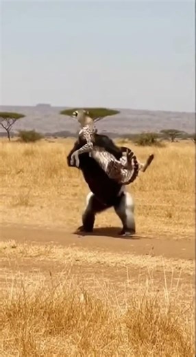 Silverback Launches Leopard - Saves Running Tourist! 💯#gorillahero #safarirescue #wildliferescue