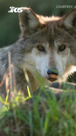 Wolves return to Woodland Park Zoo