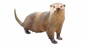 Are Otters Dangerous?