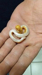 #hognose #snake #reptiles #beautiful #fyp #applevalley #california #reptile #reptilefamily #playingdead | Rog Reptiles