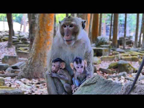 Yamasaki, who takes care of two babies, is an amazing guy, | AmberTroop