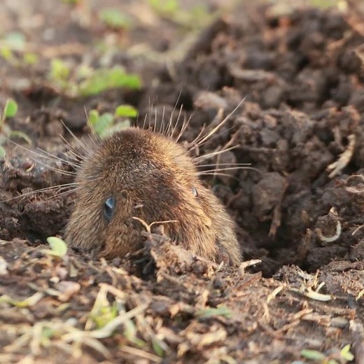 How Botta's Pocket Gopher skillfully closes the burrow entrance