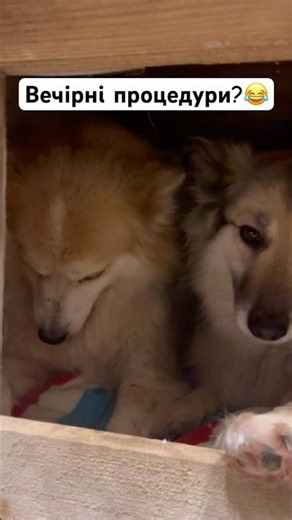 Собача гігієна)