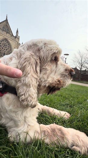 Exeter Cathedral with Murray Cocker Spaniel