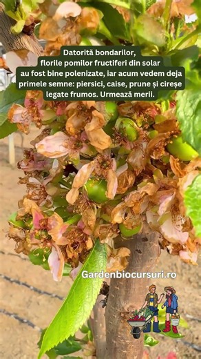 Florile pomilor fructiferi din solar au fost bine polenizate, iar acum vedem deja primele semne.