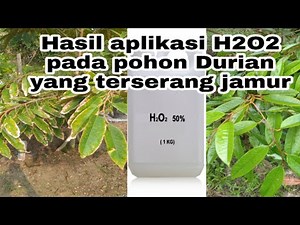 Hasil yang memuaskan aplikasi H2o2 pada pohon Durian yang terserang jamur dan sebagai pupuk.