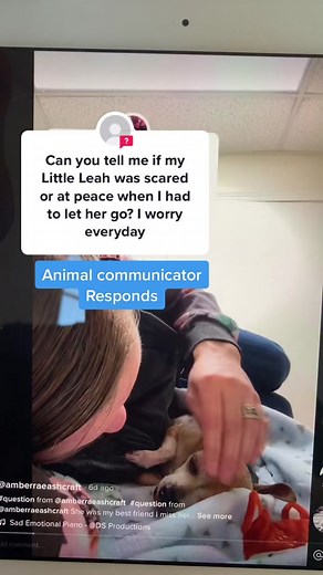 #answer to @amberraeashcraft #answer to @amberraeashcraft My daughter selects videos for me to blind react to, but this one was hard 😭 #animalcommunicator #doglover #petsoftiktok #lossofalovedone
