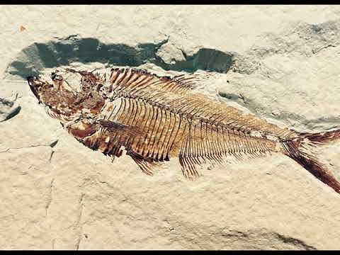 I fossili scuola primaria