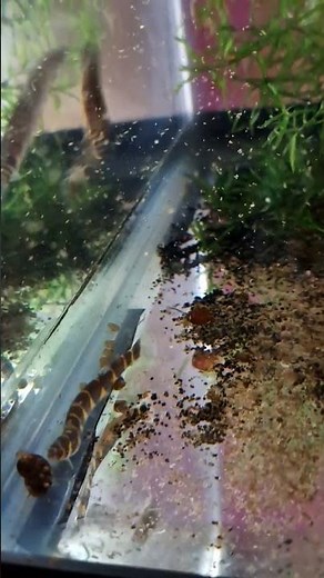 How To Breed The Kuhli Loach?