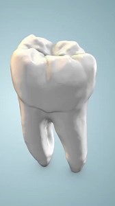 Molar Tooth Animation 🦷 #tooth #dentist #dentalhygienist #dentalassistant #dds #RDH #rda #hygienist #fbreels #facebookreels #reelsfb #dentistry #animation #dental | Dental Daily