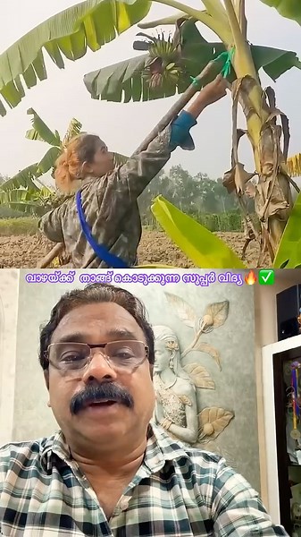 Simple and effective Agricultural Tip💥 വാഴയ്ക്ക് ഒരു തടി കഷ്ണം കൊണ്ട് താങ്ങ് നൽകുന്ന വിദ്യ👌💫✅