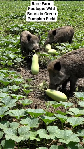 Rare Farm Footage: Wild Boars in Green Pumpkin Field#wildboars #destroy #pumpkin