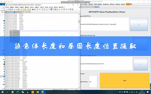 染色体长度和基因长度位置提取