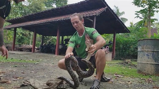 Documenting aggressive defensive snake behavior