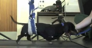 Nose cell transplants allow paralyzed dogs to walk again