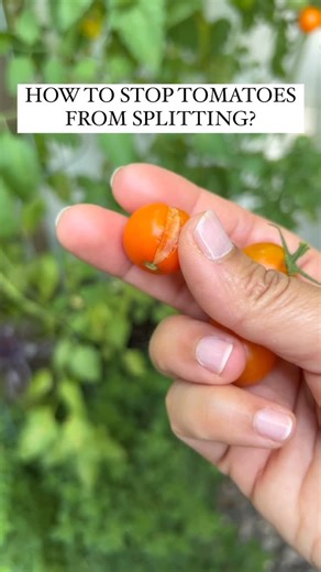 Resh Gala | Organic Gardener | Wondering why your tomatoes are cracking and splitting just like mine in the video? 🍅 It’s most likely because of excessive rain or over... | Instagram