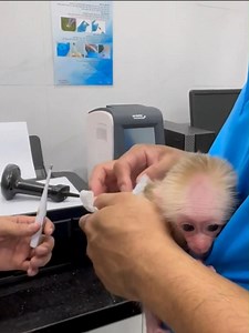 Baby monkey was taken to the hospital | Best Videos