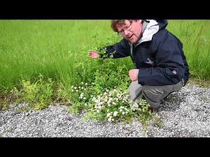 How to identify multiflora rose (Rosa multiflora)