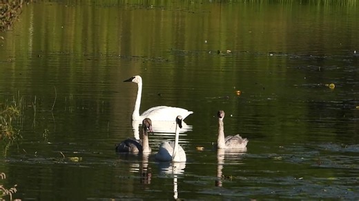 109K views · 4K reactions | The swan family. | Shalom Wildlife Sanctuary | Facebook