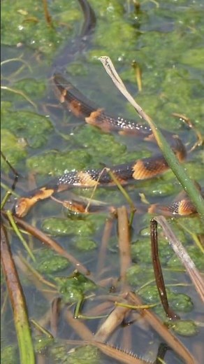 Broad-banded Water Snake slithers by another Snake