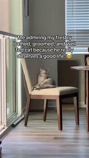 Your cats deserve the world (and toxin free bath times) 🥺🐱