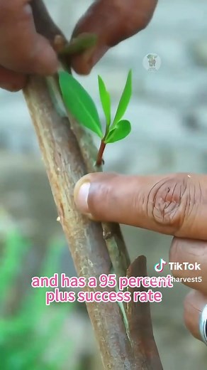 Effective Grafting Techniques for Tree Growth Success