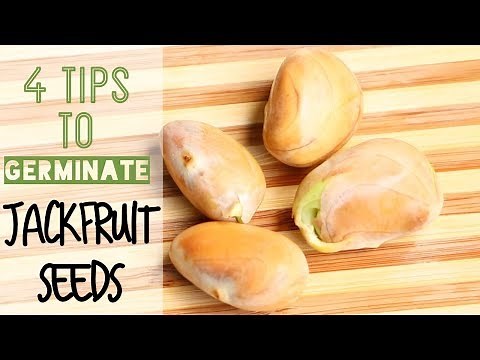 How to Grow JACKFRUITS Trees from seeds🌱 || A girl with a garden