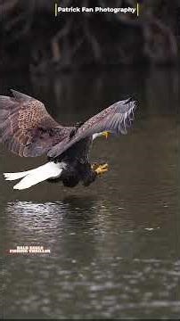 Bald Eagle’s Epic Water-Level Fish Snatch 🦅💦 HD #viral #wildlife #baldeagles #viralvideo #nature