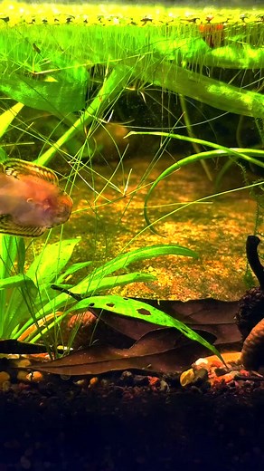 Feeding time for the Hillstream Loaches and Red Neon Blue Eyes Feeding frozen baby brine shrimp. I always feed over this flat rock, so the loaches can hoover it up. However, the largest loach has claimed this rock as his territory, so I have to spread some around for the smaller loaches. [25.021] #aquarium #aquascape #fishtank #aquaterraobsession #plantedtank #hillstreamloach #redneonblueeyes #sewellia #pseudomugil