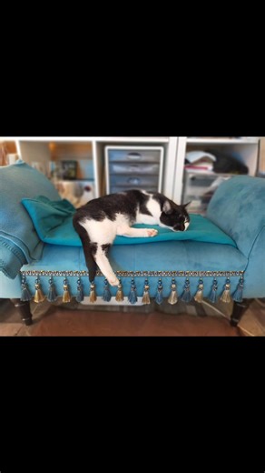 Akita Inu vs. Wolf #akitainu #wolf | René Döring