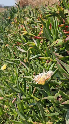 Council of Ephesus Ephesus: One of the Seven Churches of the Book of Revelation Church of Mary, Ephesus: This is the exact spot now in ruins where the Council of Ephesus was convened. The Council of Ephesus was a pivotal moment in Christian history. It went down in 431 CE, in Ephesus, modern-day Turkey. The council was convened by Emperor Theodosius II to settle some major theological disputes, particularly about the nature of Jesus Christ and the Virgin Mary. The main issue was Nestorianism, a 
