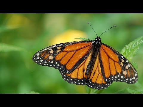 Visit El Rosario Monarch Butterfly Sanctuary in Mexico