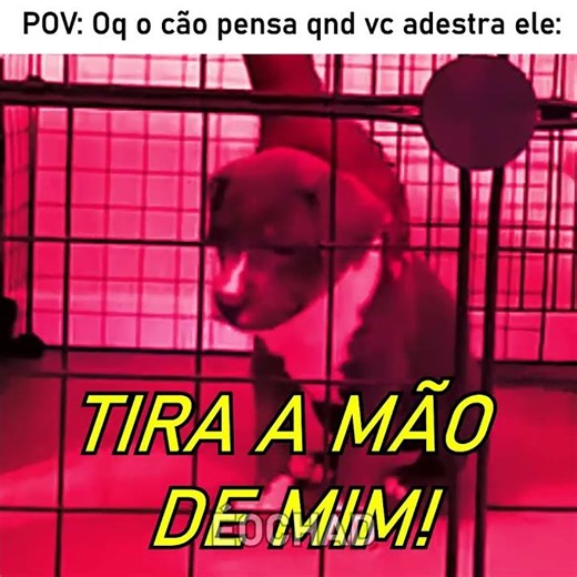 Treinar um cachorro é bem assim 😅 #edit #humor #memes #fyp #animals