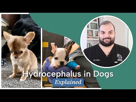 Hydrocephalus in Dogs | Signs, Diagnosis, Causes and Treatment