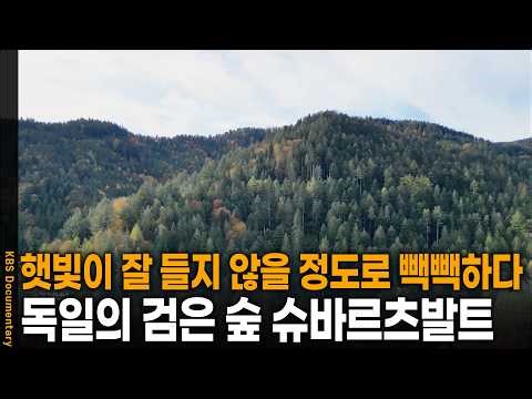 Is there a forest so dense that sunlight barely penetrates? Visiting Germany's Black Forest | KBS...