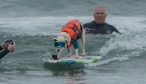 Huntington Beach Hosts for Annual Dog Surfing Competition
