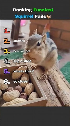 Top 6 Squirrel Fails I Wasn’t Ready For 🐿️